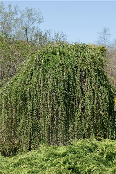 Larix decidua Pendula