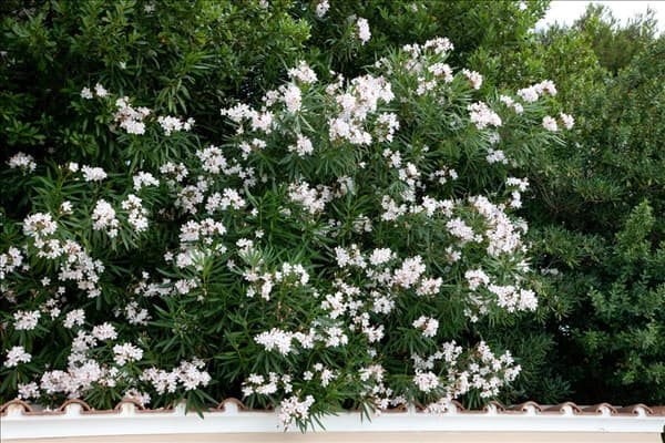 Nerium oleander