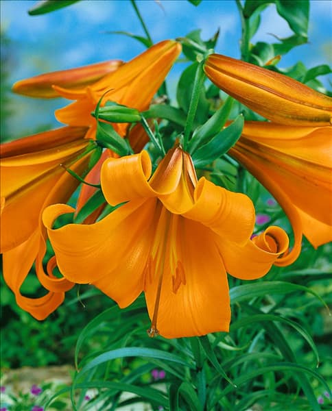 Lilium Trumpet African Queen