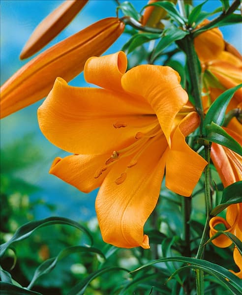 Lilium Trumpet African Queen