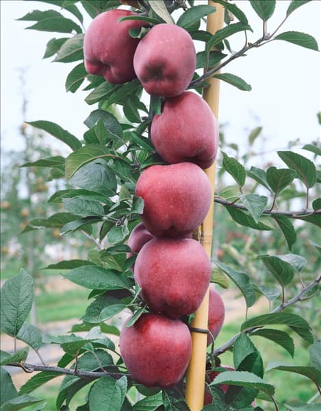 Malus domestica
