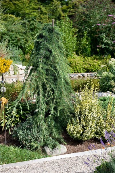 Larix kaempferi Pendula