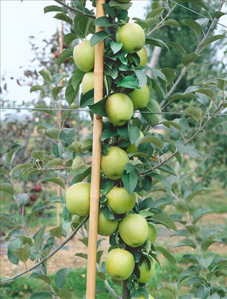 Malus domestica