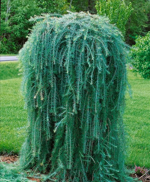 LARIX decidua Pendula