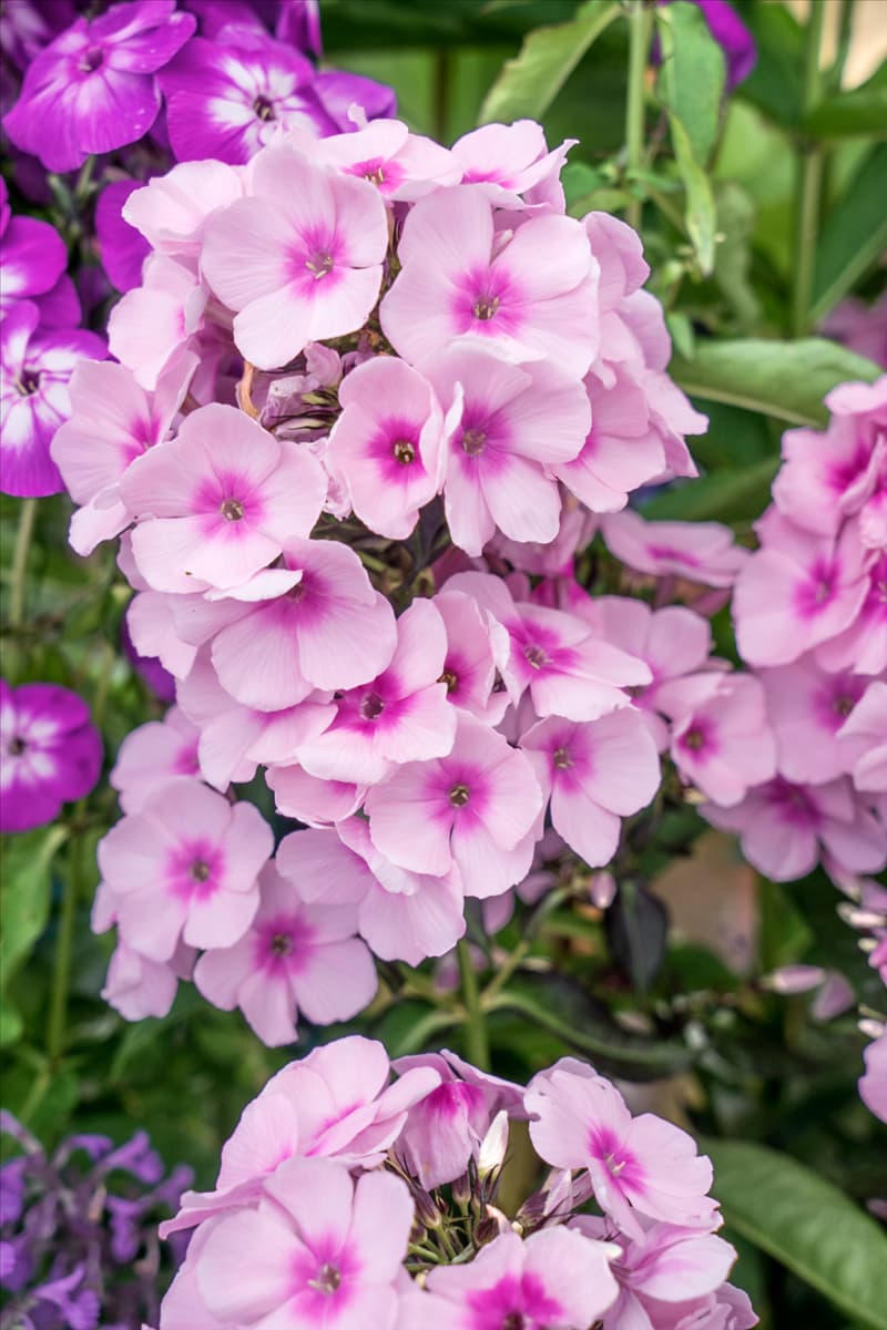 Phlox Bright Eyes