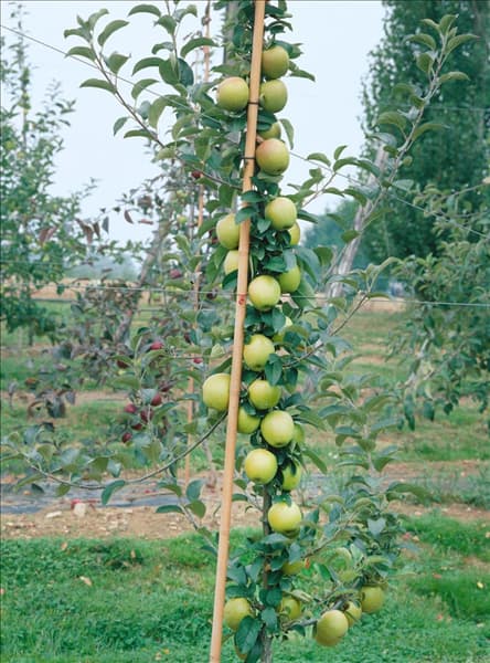 Malus domestica