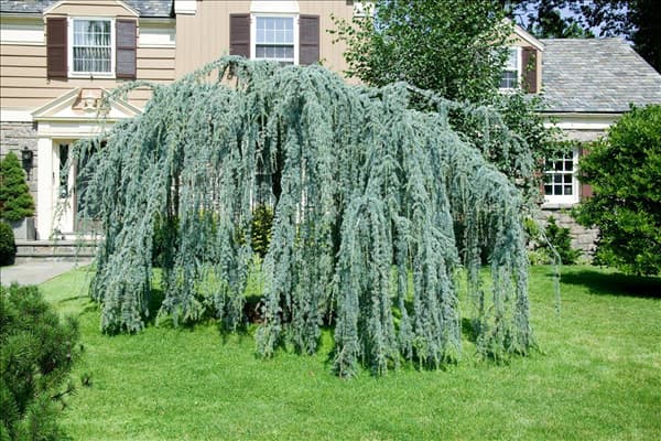 Larix decidua Pendula