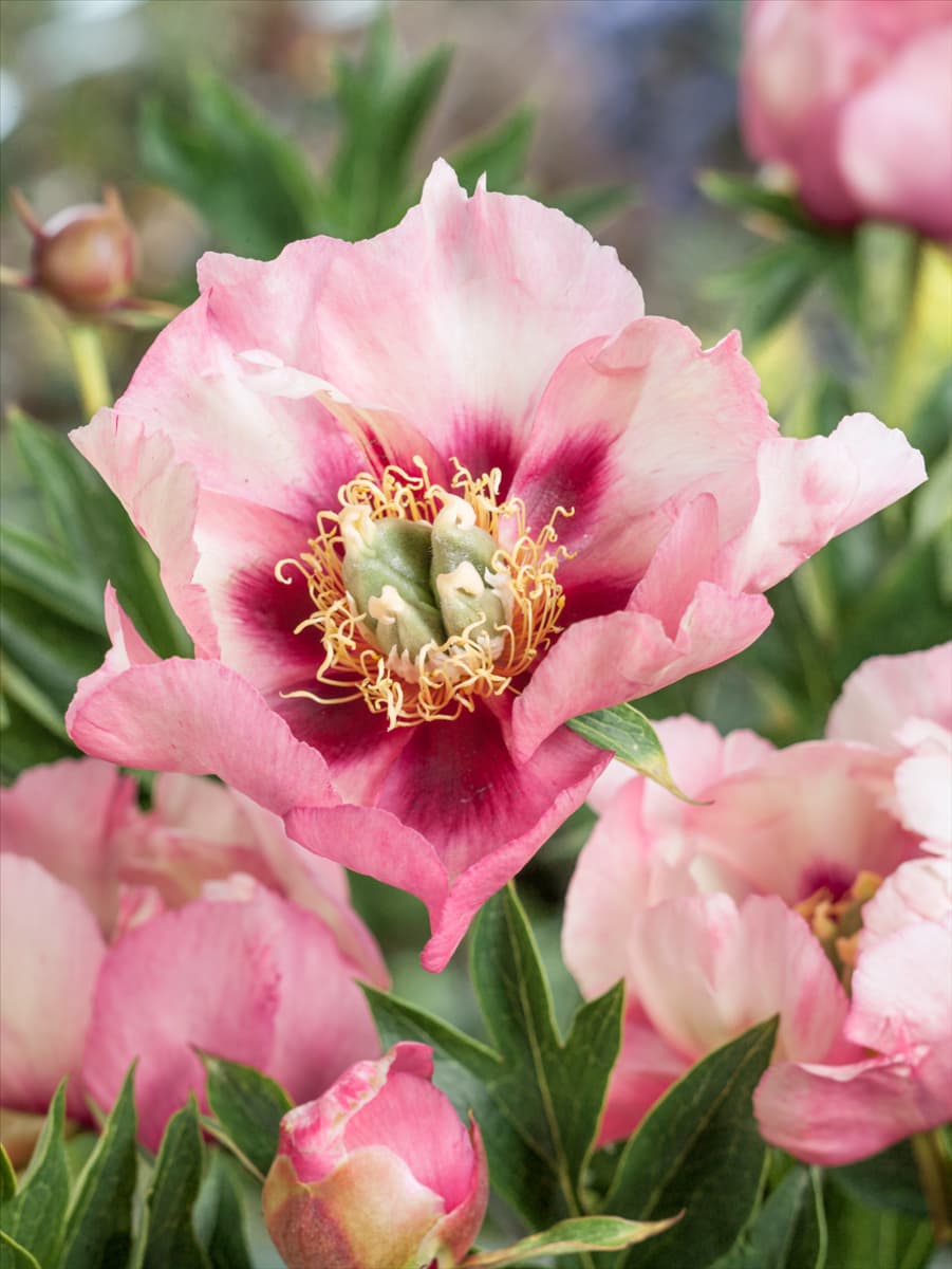 Paeonia Old Rose Dandy