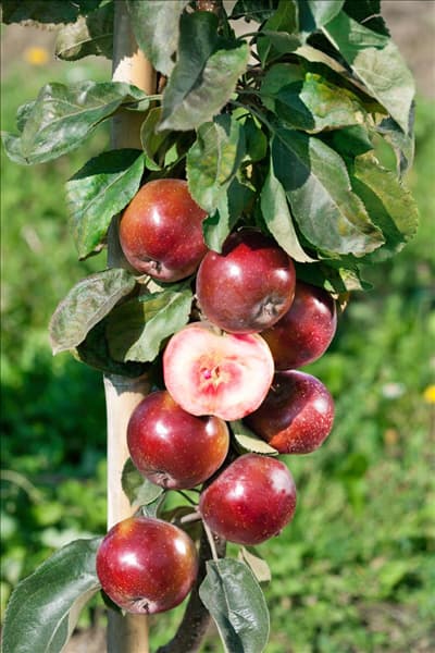 Malus domestica Pomfital