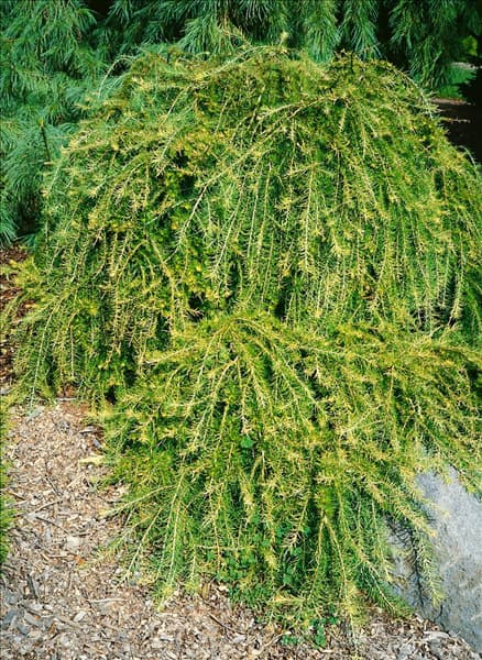 Larix kaempferi Pendula