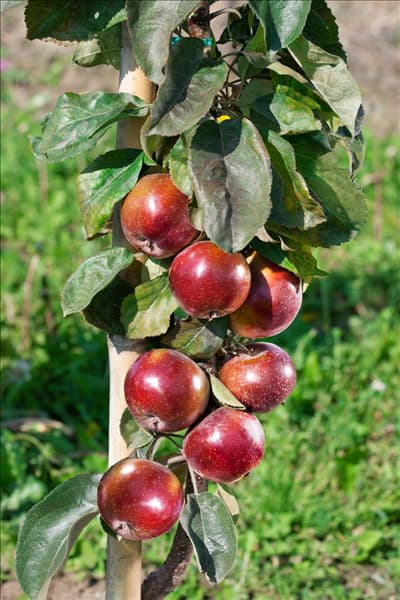 Malus domestica Pomfital