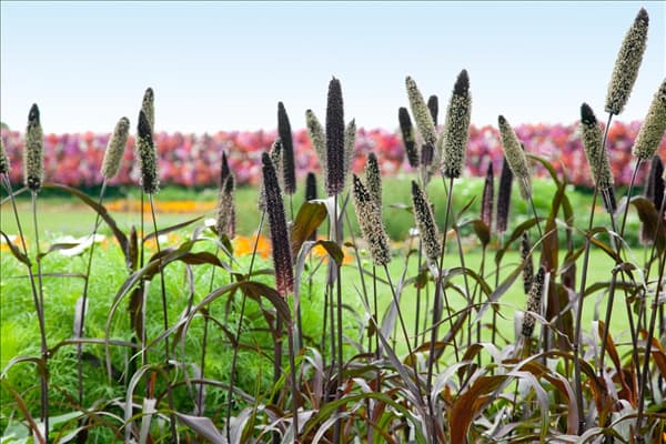 Pennisetum setaceum Purple Majesty