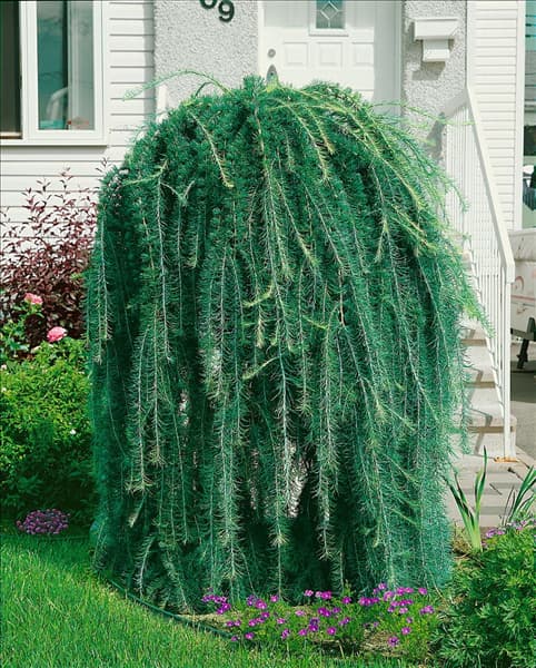 LARIX decidua Pendula