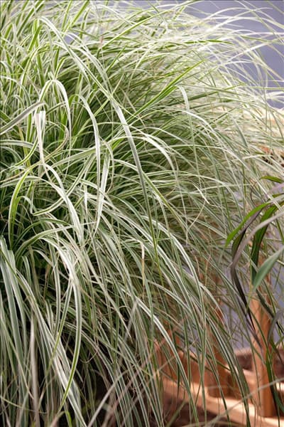 Pennisetum setaceum Sky Rocket