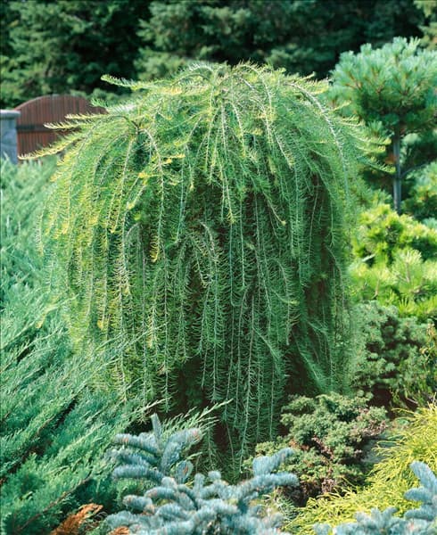 LARIX decidua Pendula