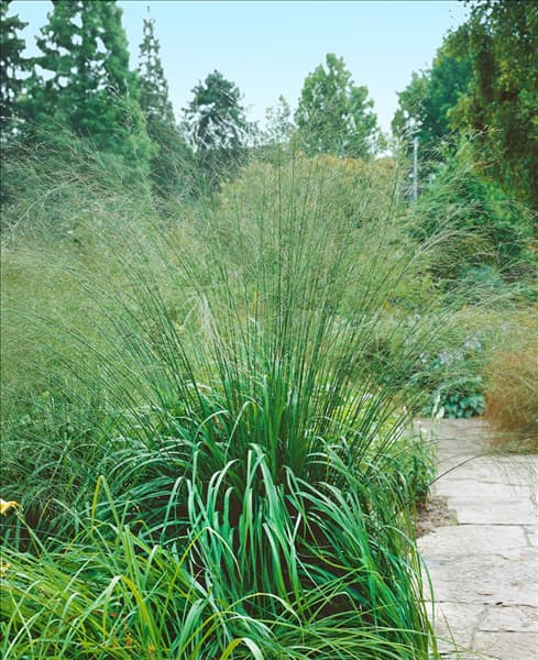 MOLINIA ARUNDINACEA KARL FOERSTER