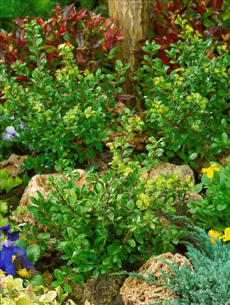 Ilex crenata Green Lustre