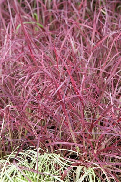 Pennisetum setaceum Fireworks