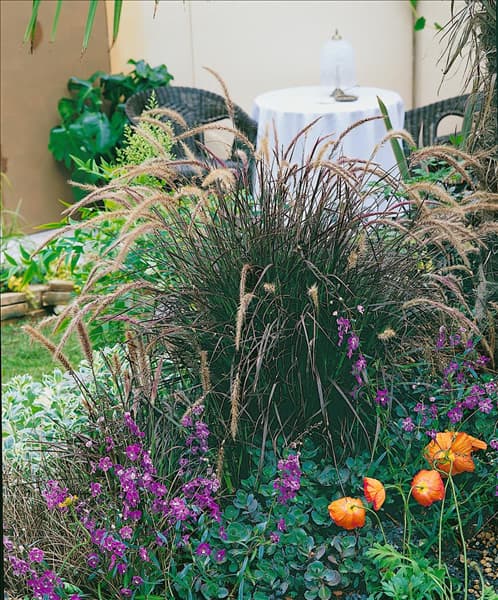 Pennisetum setaceum