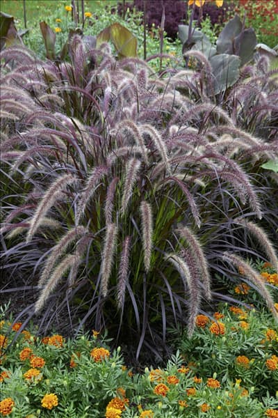 Pennisetum setaceum Rubrum