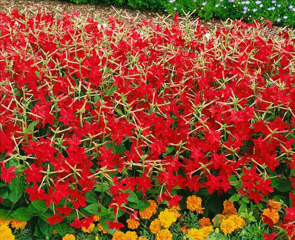 Nicotiana alata Niki red