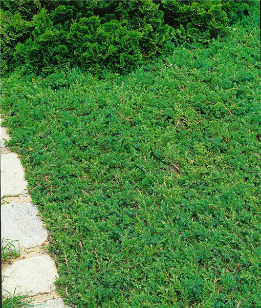 Juniperus communis Green Carpet