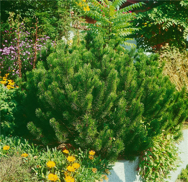 PINUS MUGO VARIEGATA MUGHUS