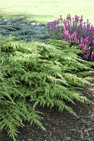 Juniperus communis Green Carpet