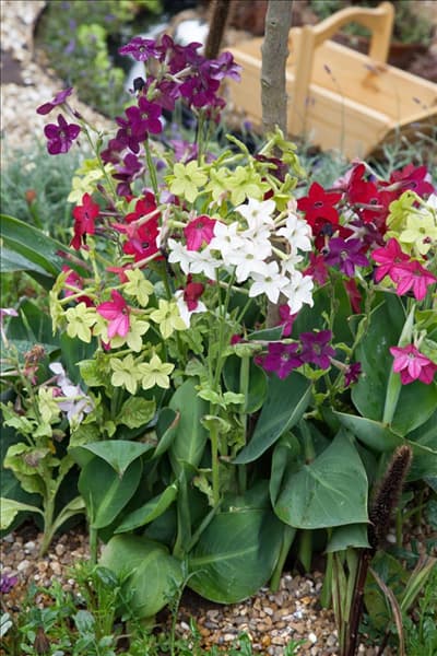 Nicotiana alata