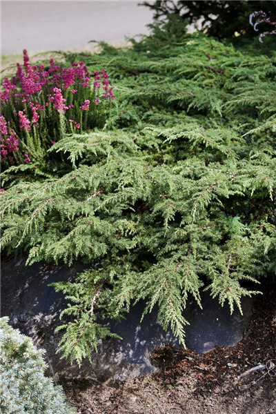 Juniperus communis Green Carpet