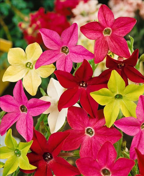 Nicotiana alata mixed