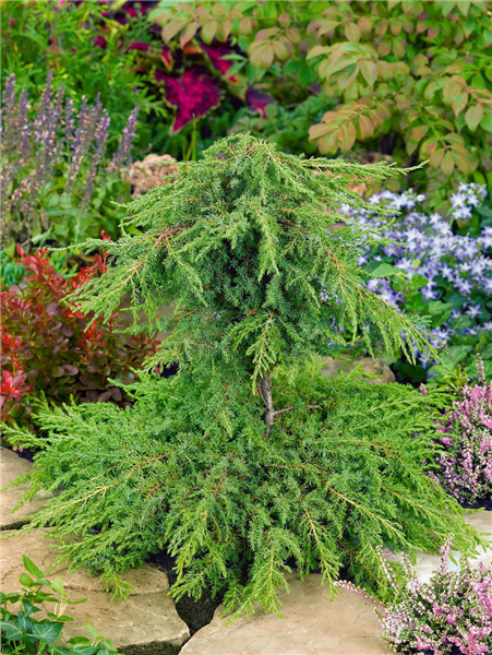 Juniperus communis Green Carpet