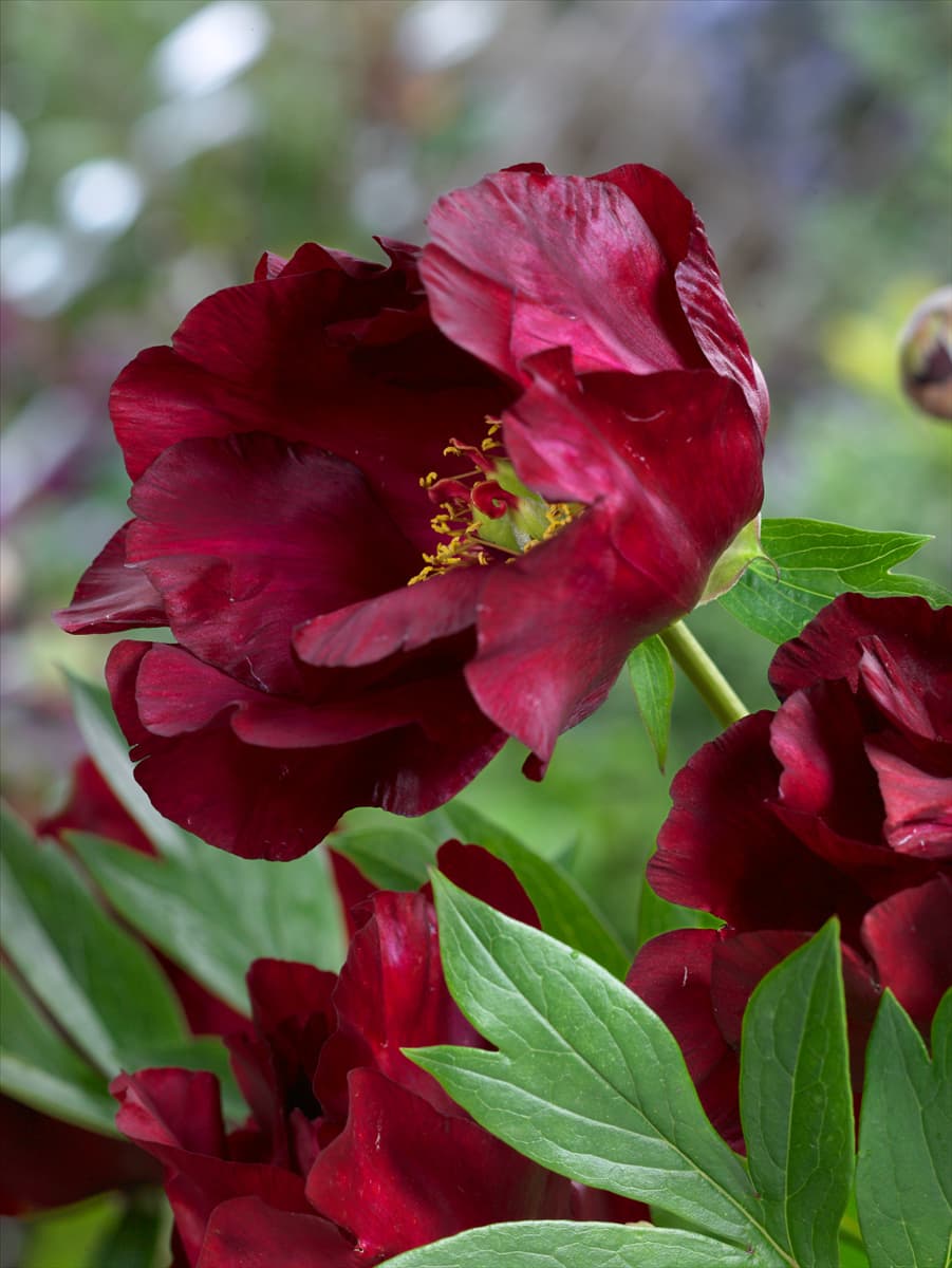 Paeonia Scarlet Heaven