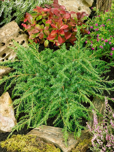 Juniperus communis Green Carpet