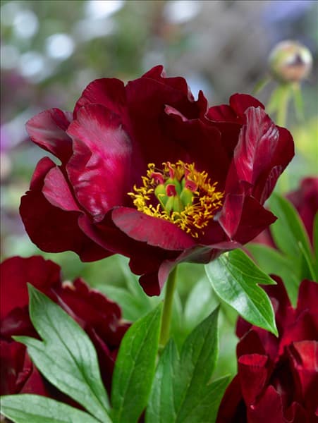Paeonia Scarlet Heaven