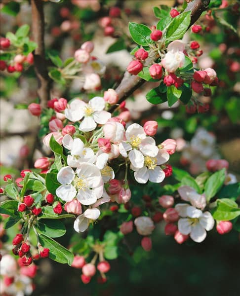 MALUS EVERESTE