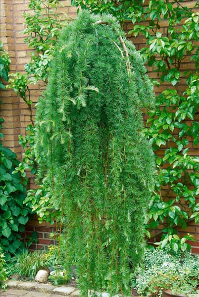 Larix kaempferi Stiff Weeper