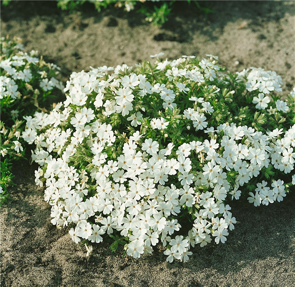 PHLOX SUBULATA ALBA