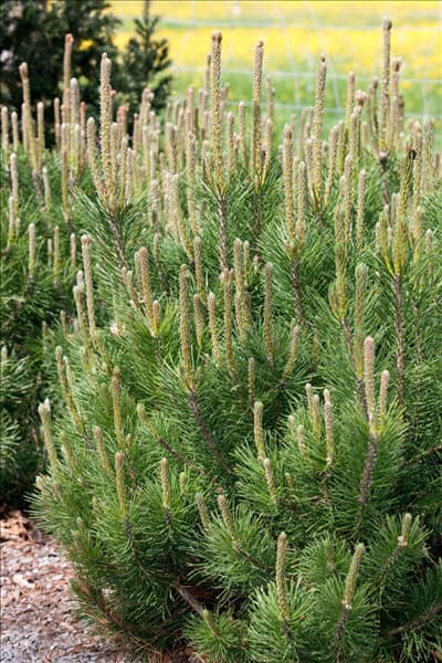 Pinus mugo var. pumilio