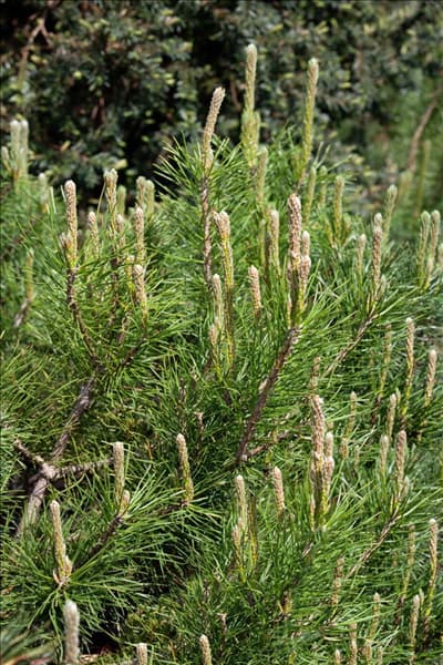 Pinus mugo var. pumilio