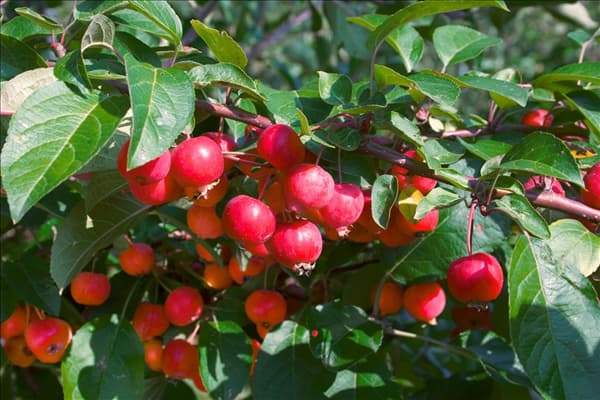 Malus Everest