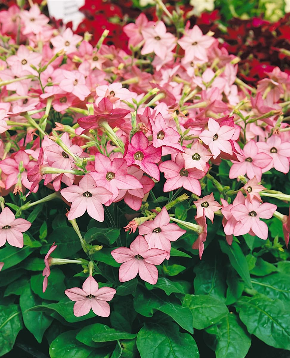 NICOTIANA STARSHIP CHERRY BLOSSOM
