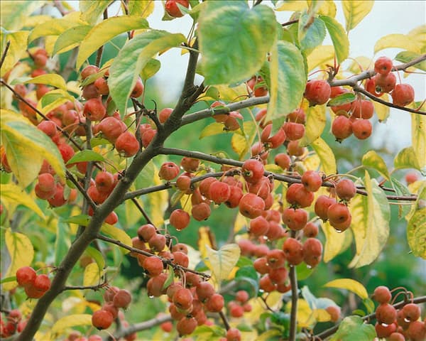 MALUS EVERESTE