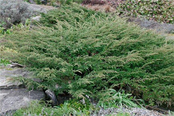 Juniperus communis 'Hornibrookii'