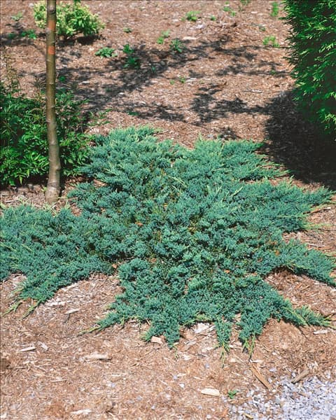 JUNIPERUS COMMUNIS HORNIBROOKII