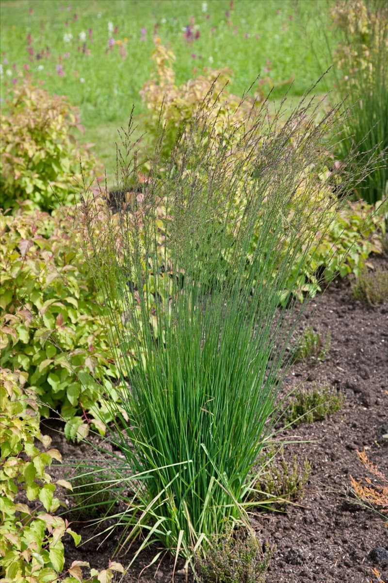 Molinia caerulea Moorflamme