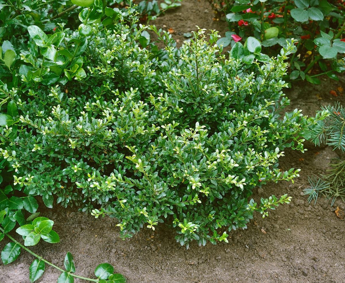 ILEX CRENATA STOKES