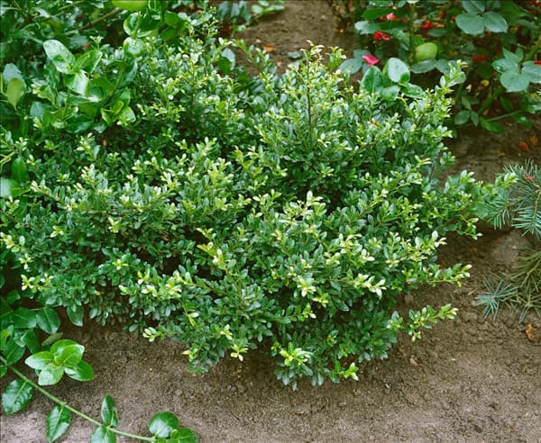 ILEX CRENATA STOKES