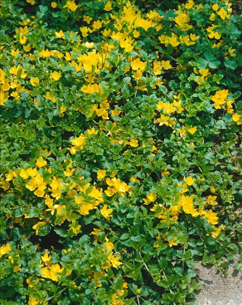 LYSIMACHIA NUMMULARIA