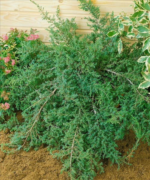 JUNIPERUS COMMUNIS HORNIBROOKII